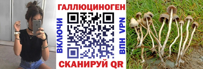 Купить  Кузнецк  Галлюциногенные грибы Psilocybe 
